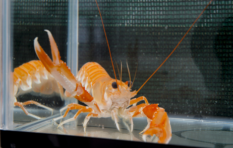 Marine life shrimp in a tank