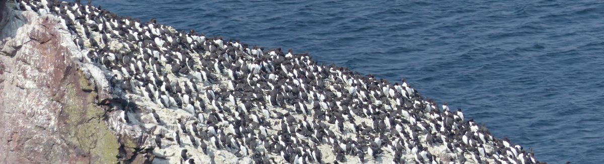 Sea birds on a cliff top.