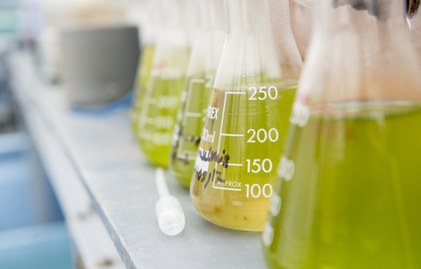 Lab flasks in a row with green coloured liquid