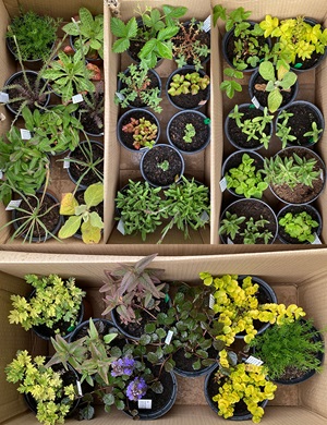 A birds-eye view of herbs to be planted in the Lions' Gate garden 
