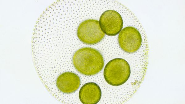 Algae microscopic image 