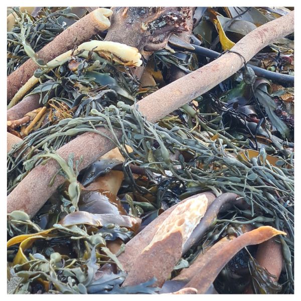 A close up of seaweed on a beach