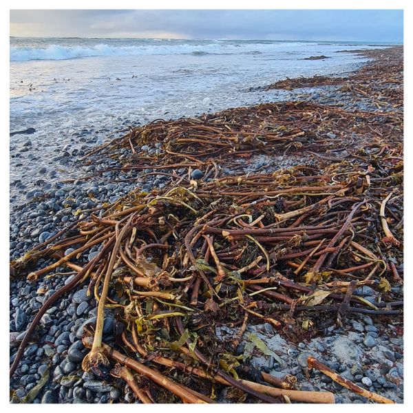 Seaweed on a pebble beach