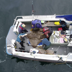 Researchers on a small boat examining a large marine specimen in open water.
