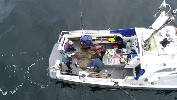 Aerial view of researchers working around a large flat fish on the deck of a small boat at sea.