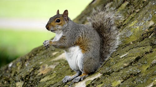 grey squirrel on a trunk