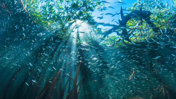 Sunlight streams through an underwater kelp forest surrounded by schools of small fish
