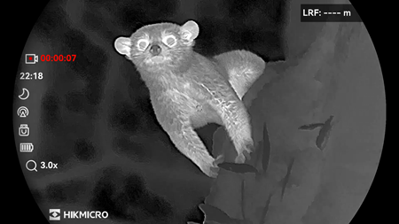 An olingo viewed through night vision optics