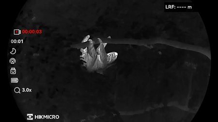 A sloth viewed through night vision optics