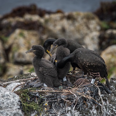 A European shag pair in a nest with two small chicks
