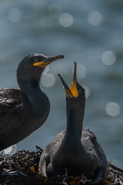 A European shag pair with sea in the background