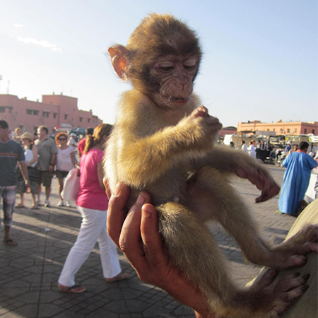 Close-up of barbary macaque being held against a backdrop of tourists milling about