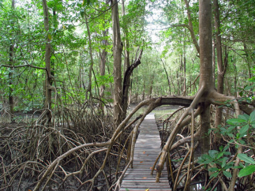 General view of mangroves
