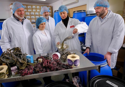 Three men and two women in white coats and hair netting at a table covered with seaweed and containers