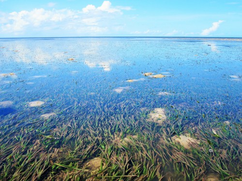 Seagrass in a body of water
