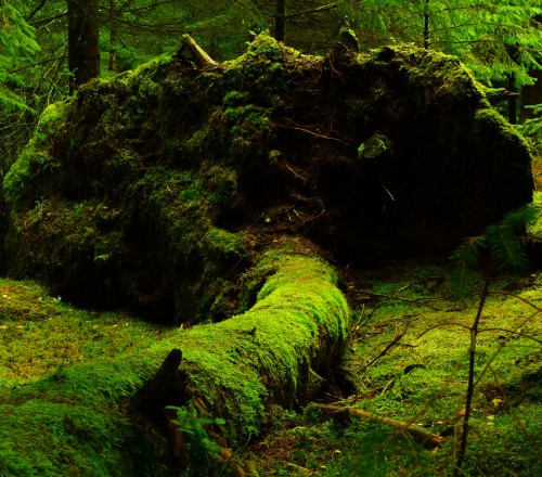 A big tree root covered in moss in a forest