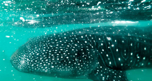 close-up of whale shark under water