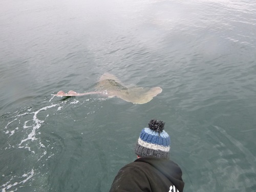 A person in a bobble hat watches a flapper skate swimming away in open water