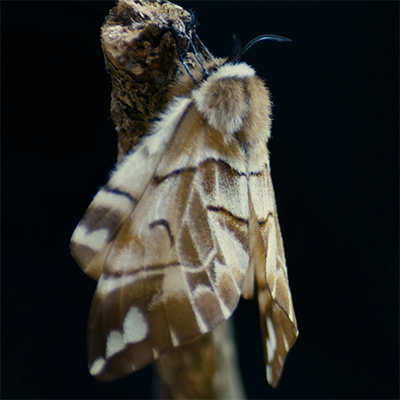 Image of moth close up from RSPB Photo