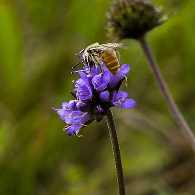 Image of bee close up on a purple flower