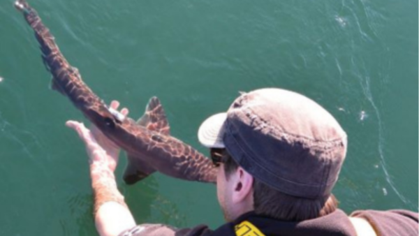 Person releasing a small shark into the water from the side of a boat