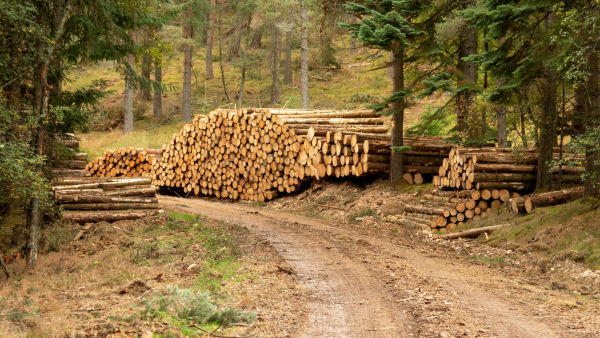 Stacks of cut logs beside a dirt forest road among tall trees