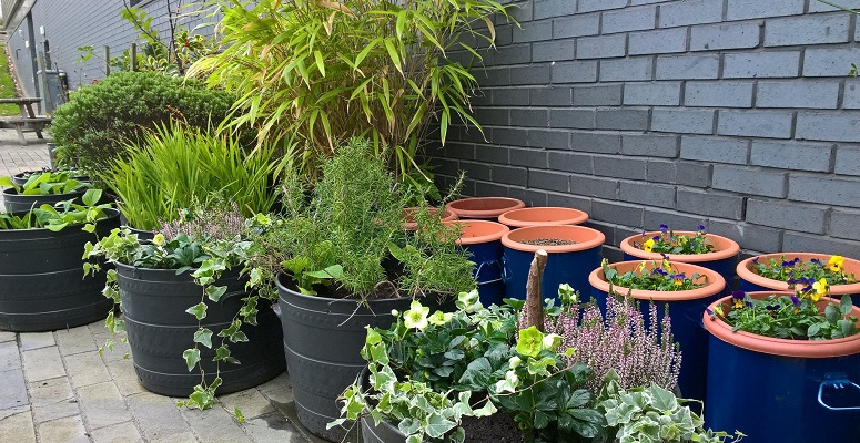 Plants in plant pots outside Sighthill campus