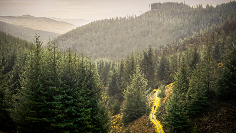 Mountain bike trail at Glentress surrounded by lush trees and greenery. 