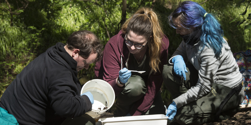 Three Wildlife Biology and Conservation students crouch down to examine their sample collections in a bucket