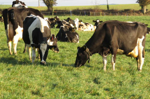 Dairy cows grazing in field