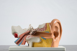 model of an ear