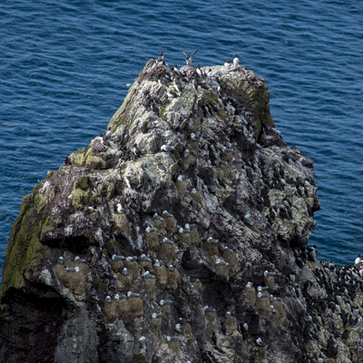 St Abbs sea cliffs.